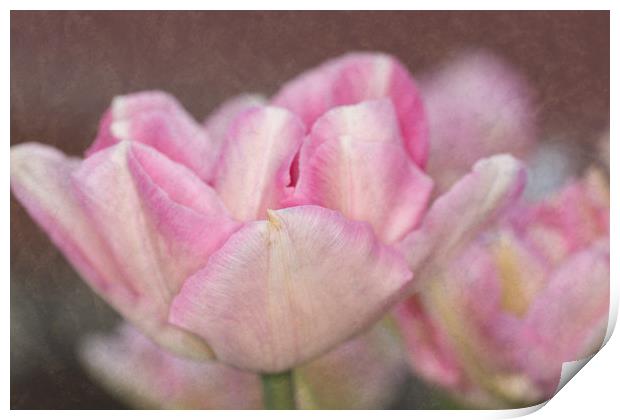 Tulips With Texture Print by Steve Purnell