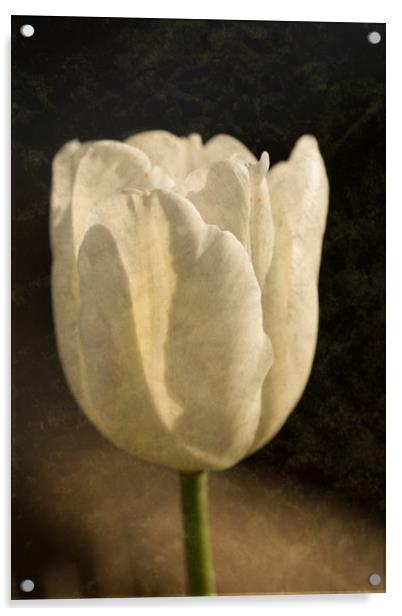 White Tulip With Texture Acrylic by Steve Purnell