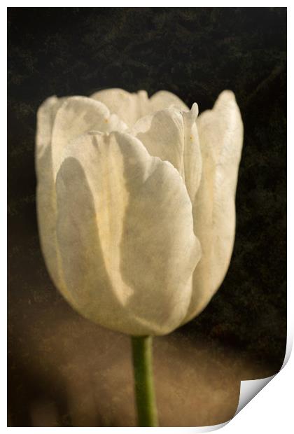 White Tulip With Texture Print by Steve Purnell