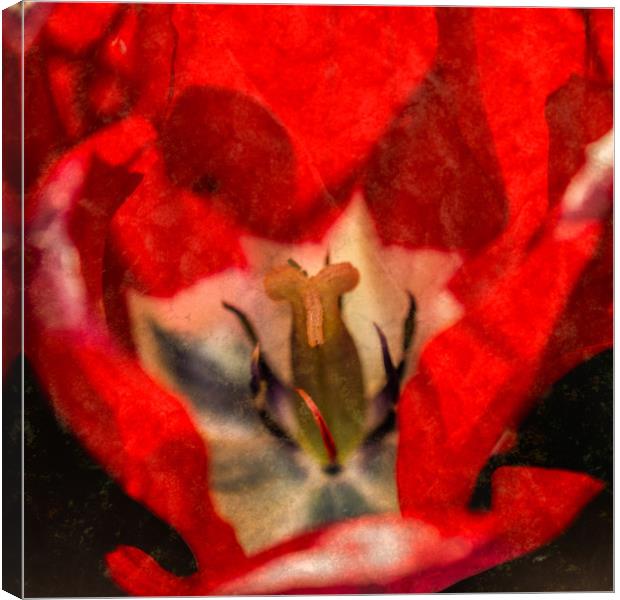 Red Tulip Texture Canvas Print by Steve Purnell