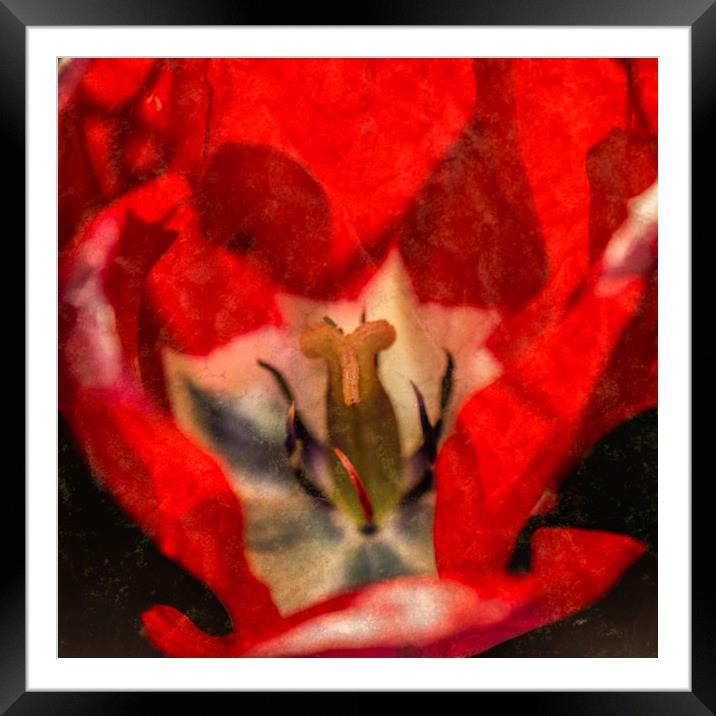 Red Tulip Texture Framed Mounted Print by Steve Purnell