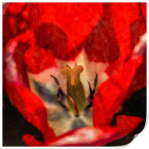 Red Tulip Texture Print by Steve Purnell
