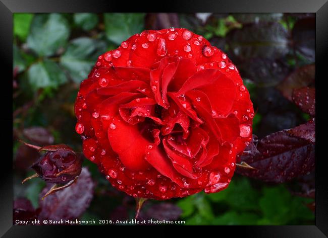 Red Rose wet from April Shower Framed Print by Sarah Hawksworth