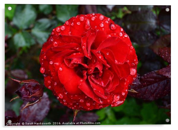 Red Rose wet from April Shower Acrylic by Sarah Hawksworth