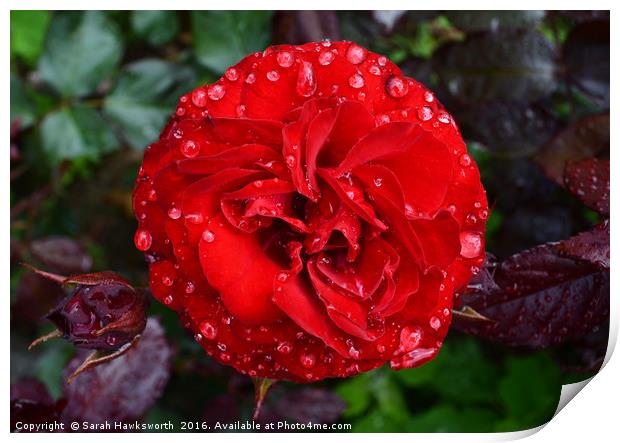 Red Rose wet from April Shower Print by Sarah Hawksworth