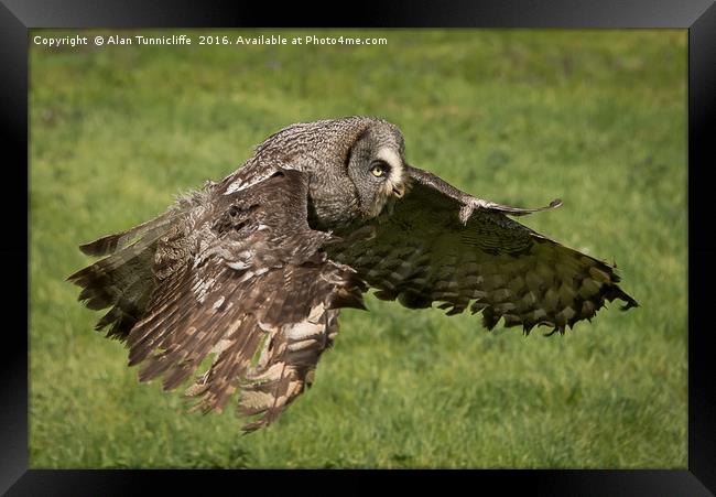 Great grey owl in flight Framed Print by Alan Tunnicliffe