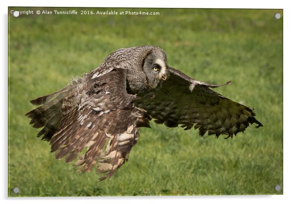Great grey owl in flight Acrylic by Alan Tunnicliffe