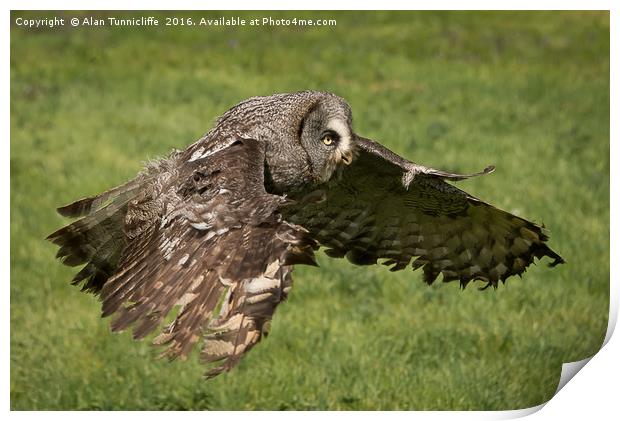 Great grey owl in flight Print by Alan Tunnicliffe