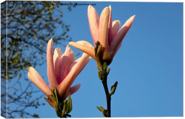 Blue sky and magnolia Canvas Print by Jim Jones