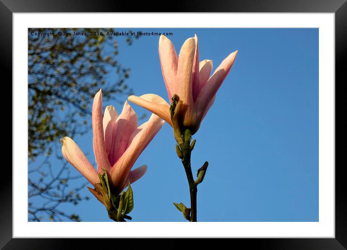 Blue sky and magnolia Framed Mounted Print by Jim Jones