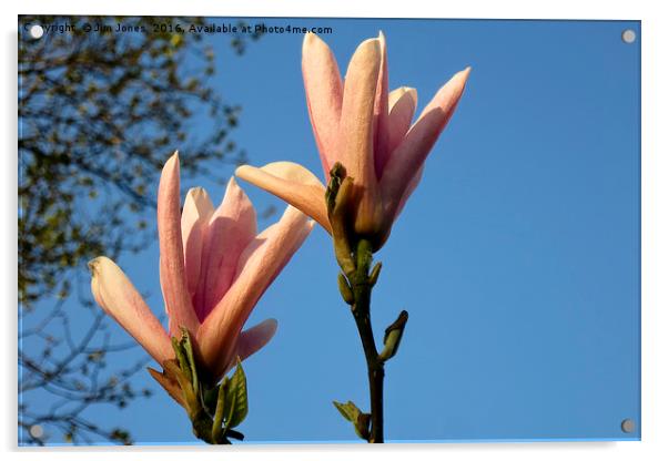 Blue sky and magnolia Acrylic by Jim Jones