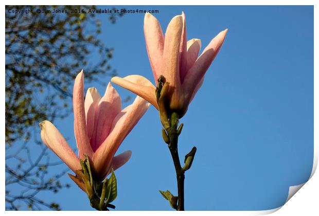 Blue sky and magnolia Print by Jim Jones