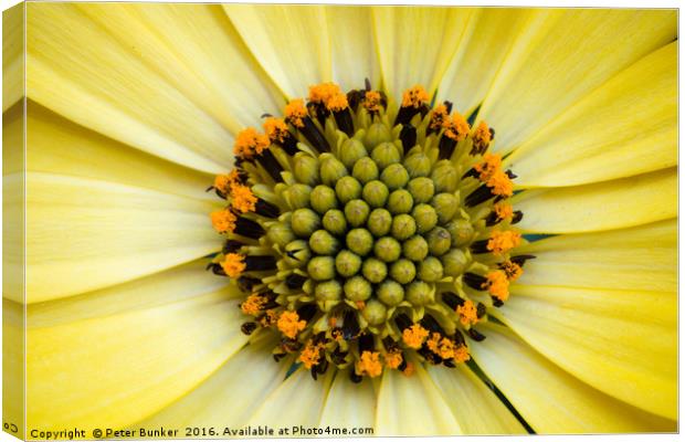 Sunflower Canvas Print by Peter Bunker