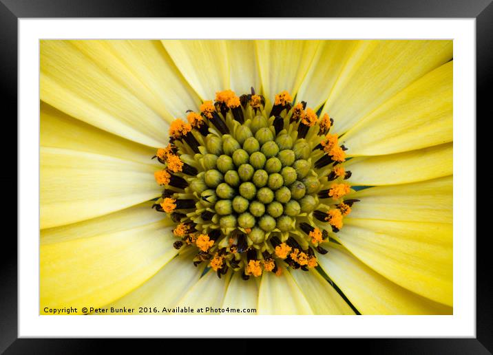 Sunflower Framed Mounted Print by Peter Bunker