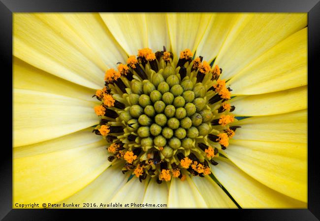 Sunflower Framed Print by Peter Bunker