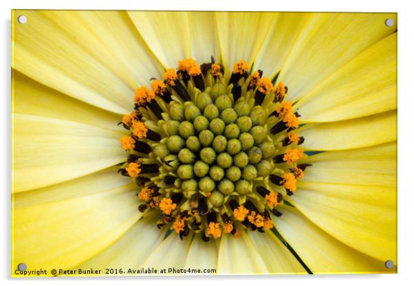 Sunflower Acrylic by Peter Bunker