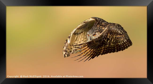 European Eagle Owl on the Hunt Framed Print by Mark McElligott