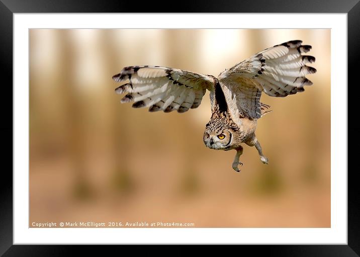 Eurasian Eagle Owl On The Hunt Framed Mounted Print by Mark McElligott