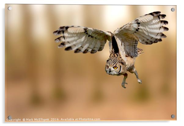 Eurasian Eagle Owl On The Hunt Acrylic by Mark McElligott