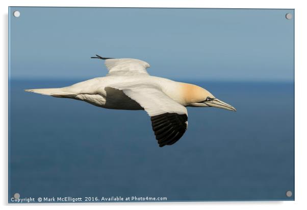 Gannet at Bempton Cliffs UK Acrylic by Mark McElligott