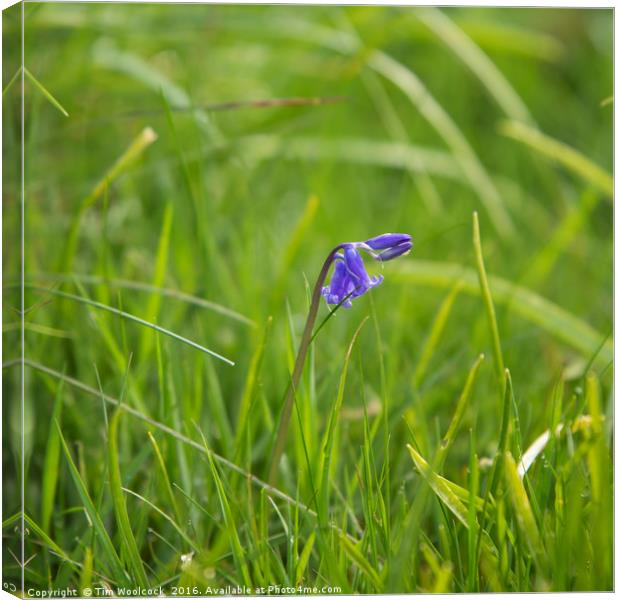 Single Bluebell Canvas Print by Tim Woolcock