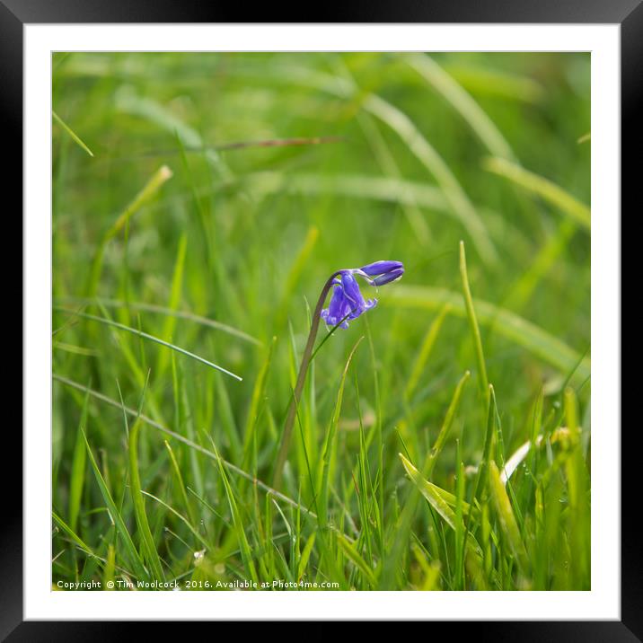 Single Bluebell Framed Mounted Print by Tim Woolcock