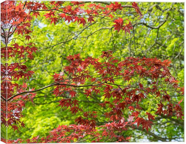 Acer Canvas Print by Victor Burnside