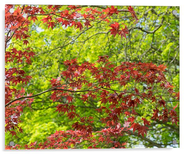 Acer Acrylic by Victor Burnside