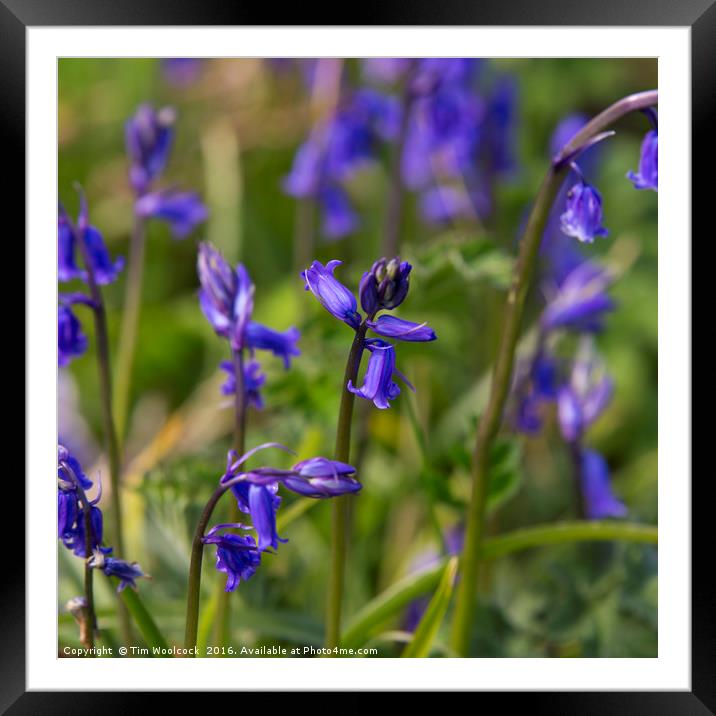 Bluebells in the sun Framed Mounted Print by Tim Woolcock