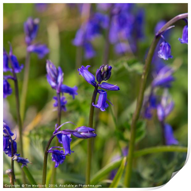 Bluebells in the sun Print by Tim Woolcock