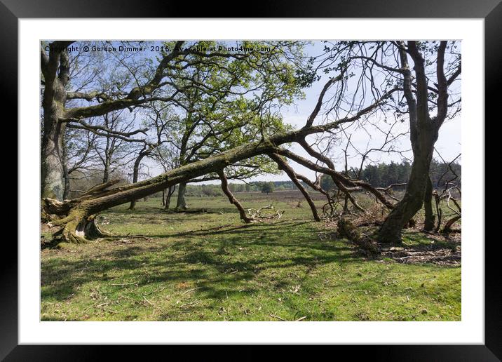 Fallen Tree In The Forest Framed Mounted Print by Gordon Dimmer