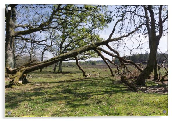 Fallen Tree In The Forest Acrylic by Gordon Dimmer