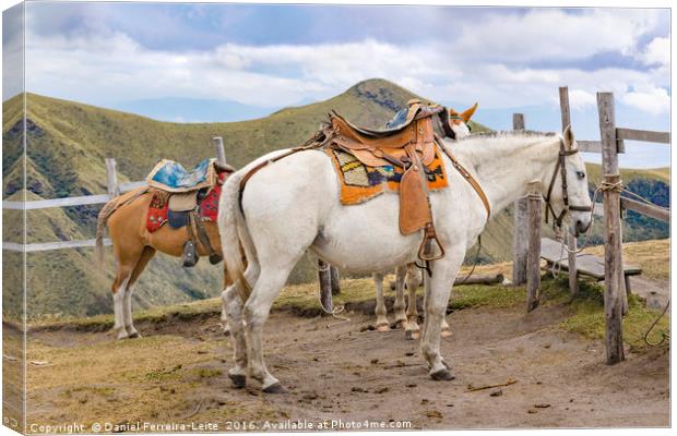 Two Horses Tied at the Top of Mountain in Quito Ec Canvas Print by Daniel Ferreira-Leite