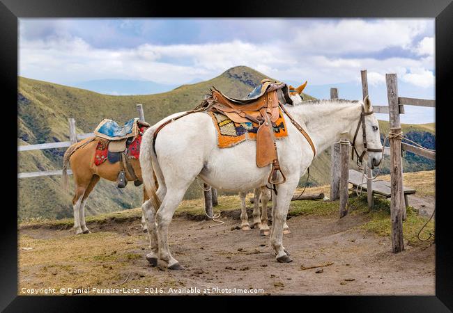 Two Horses Tied at the Top of Mountain in Quito Ec Framed Print by Daniel Ferreira-Leite