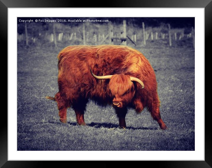 Longhorn highland cattle Framed Mounted Print by Derrick Fox Lomax
