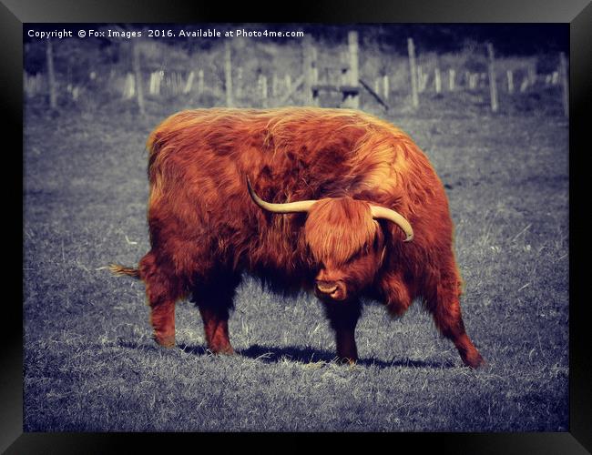 Longhorn highland cattle Framed Print by Derrick Fox Lomax