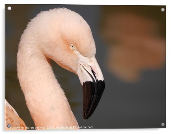 Pink Flamingo Acrylic by sharon bennett