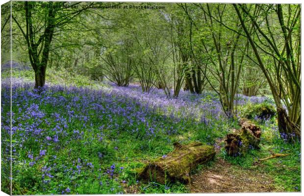  Hillhouse Wood Bluebells Canvas Print by Diana Mower