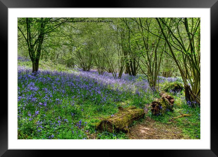  Hillhouse Wood Bluebells Framed Mounted Print by Diana Mower