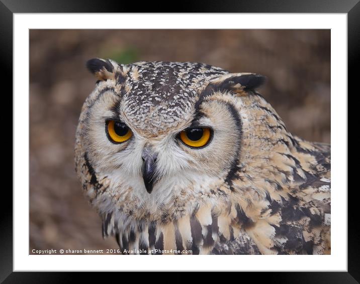 Eagle Owl Portrait Framed Mounted Print by sharon bennett