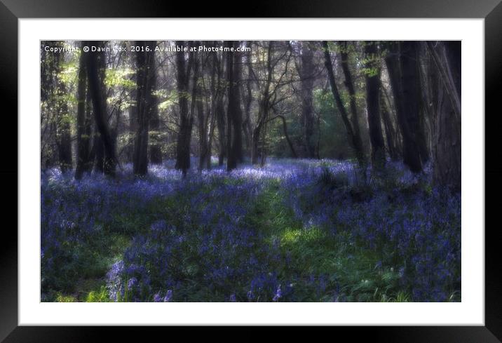 Bluebell woods Framed Mounted Print by Dawn Cox