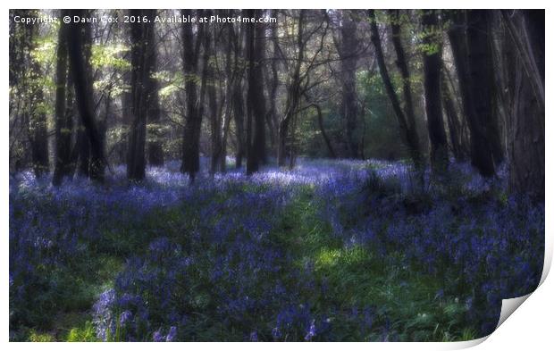 Bluebell woods Print by Dawn Cox