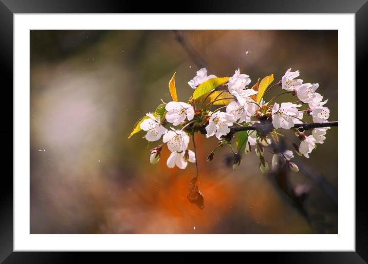 Blossom Framed Mounted Print by Dawn Cox