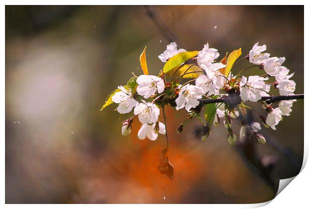 Blossom Print by Dawn Cox