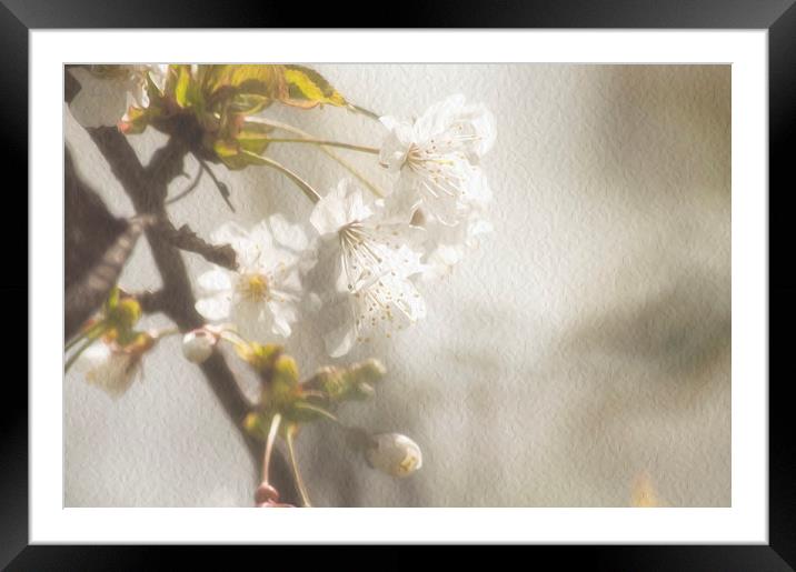 Whiter shade of pale Framed Mounted Print by Dawn Cox