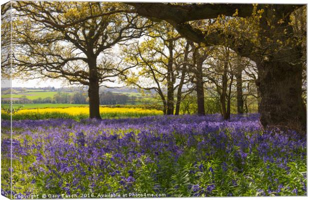 Bluebells in Constable Country Canvas Print by Gary Eason