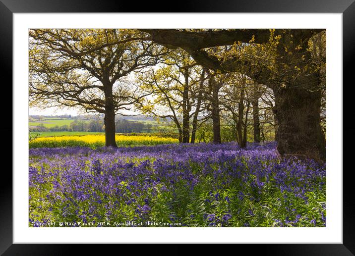 Bluebells in Constable Country Framed Mounted Print by Gary Eason