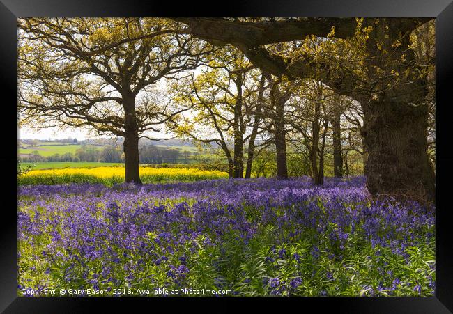 Bluebells in Constable Country Framed Print by Gary Eason