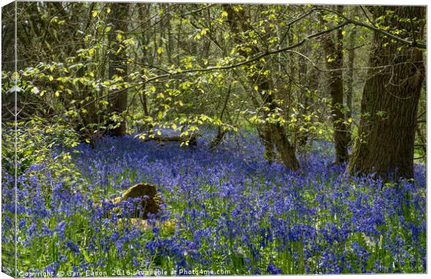 Spring leaves and bluebells Canvas Print by Gary Eason