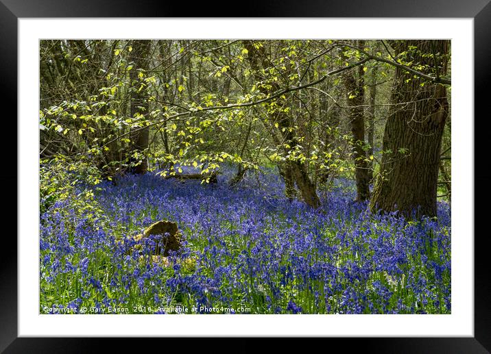 Spring leaves and bluebells Framed Mounted Print by Gary Eason